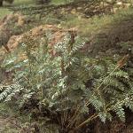 osmundapforregalis1