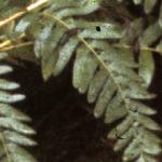 osmundapfroregalis1