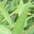 phyllostachysfoltaurea