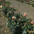 poacherrose8garnonswilliams