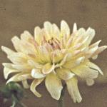 chrysanthemumaniversaryfloander1