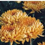 chrysanthemumbronzeallouisecgw1