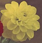 chrysanthemumgloryofhempsteadfloander