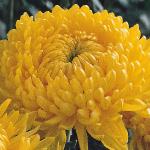 chrysanthemumgoldcreamistcgw1