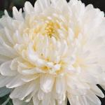 chrysanthemumwhiteallouisecgw1