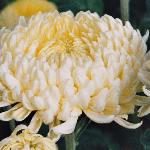 chrysanthemumwhitecreamistcgw1