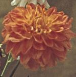 chrysanthemumrosenewbyfloander