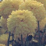crysanthemumwhitegerriehoekcgw1