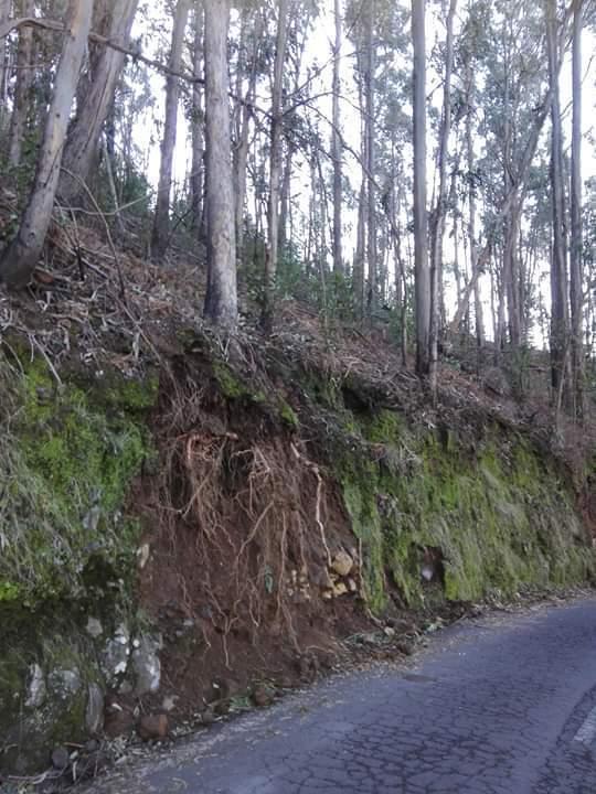 exposedtreerootsmadeiranews1