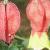 abutilonmegapotamicumflot9