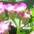 achilleacflosmillefoliumcerisequeengarnonswilliams