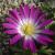 anemonecfloblandaradarrvroger