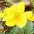anemonecfloranunculoideswikimediacommons