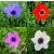 anemonecflos1coronariawikimediacommons