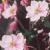 anemonehupehensisflot9