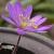 anemonecfloblandavioletstarrvroger1a