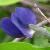 baptisiacflo1australisgarnonswilliams