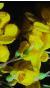 berberiscflospdarwiniimay84foord