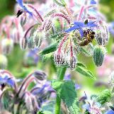 boragocflosofficinaliswikimediacommons