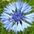 centaureacflo1cyanuswikimediacommons