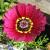 chrysanthemumcflo1carinatumwikimediacommons