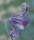 clematiscflopintegrifoliapolunin