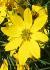 coreopsiscflospverticillatamoonbeamwisleyaug2013garnonswilliams