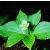 cornuscforpcanadensis23570wisleyfoord