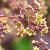 cotinuscflos1coggygriaroyalpurplegarnonswilliams
