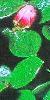 cotoneastercflobudphorizontalisjun71foord