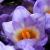 crocuscflochrysanthusbluepearlgeetee1