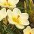 crocuscflochrysanthuscreambeautygeetee1