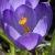 crocuscflotommasinianusgeetee1