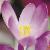 crocuscflotommasinianusbarrspurplegeetee1a