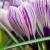 crocuscflovernuspickwickgeetee1a