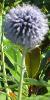 echinopscflopritroveitchsblue182013garnonswilliams