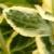 euonymuscfol9emeraldandgoldbread