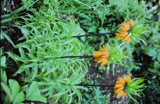fritillariapforpimperialiscrownimperialfoord
