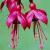 fuchsiacflosptomthumbsep85foord
