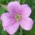 geraniumcflopxoxianumwargravepinkmixedbordersgarnonswilliams