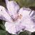 geraniumsanguineumsplendensflot9