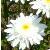 leucanthemumcflopxsuperbumwirralsupremecoblands