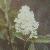ligustrumcflopvulgareprivetcorke