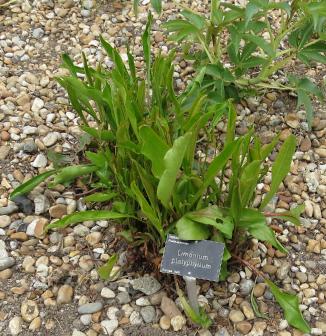 limoniumpforpplatyphyllumhydehall4may2019garnonswilliams