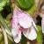 linnaeacflopborealiswikimediacommons
