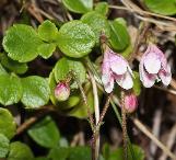 linnaeacflosborealiswikimediacommons