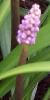 liriopecflospmuscaricoblands