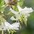 loniceracflopfragrantissimawikimediacommons