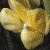 lupinusflotarboreus