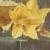 lysimachiacflopvulgarisyellowloosestrifecorke